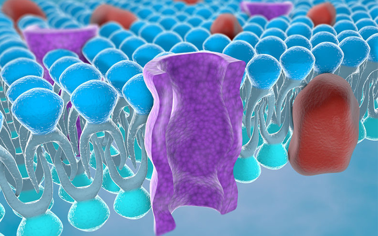 Application and Strategy of 3 In Vitro Models for ATP-binding Cassette (ABC) Transporters